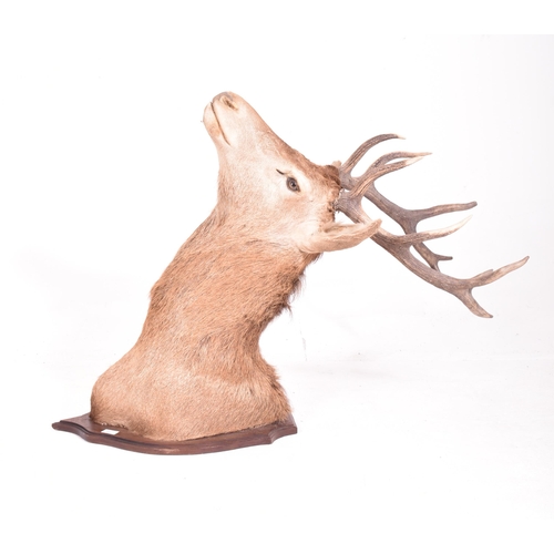 440 - Natural history interest. An early 20th century circa 1908 taxidermy trophy Scottish Red Deer (Cervu... 