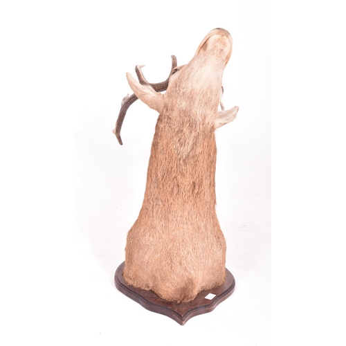 440 - Natural history interest. An early 20th century circa 1908 taxidermy trophy Scottish Red Deer (Cervu... 