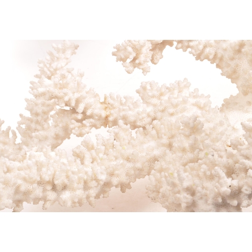 200A - A large piece of bleached branch coral. The coral white in colouring, with a series of branches.