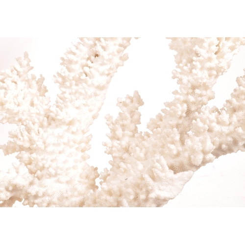 200A - A large piece of bleached branch coral. The coral white in colouring, with a series of branches.