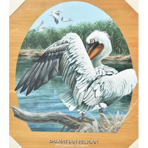 105 - Former Bristol Zoo Gardens - 'Dalmatian Pelican' - Susan Jane (1999) - oil on board painting of a Da... 