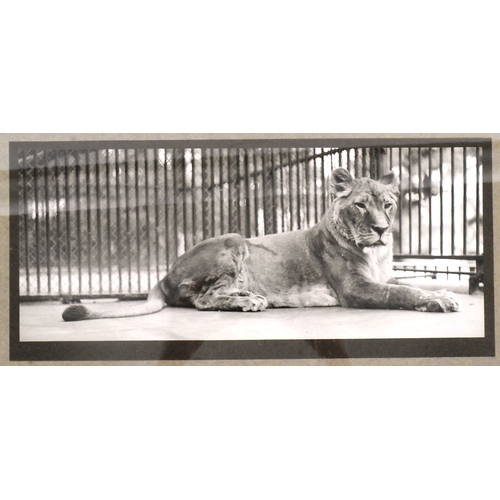 122 - Former Bristol Zoo Gardens - an early 20th century 1920s photograph of lion donated to Bristol Zoo, ... 