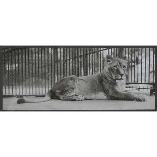 122 - Former Bristol Zoo Gardens - an early 20th century 1920s photograph of lion donated to Bristol Zoo, ... 