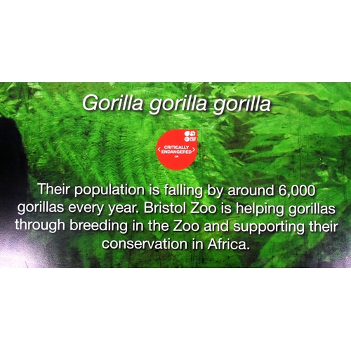 132 - Former Bristol Zoo Gardens - an original Western Lowland Gorilla information sign from Gorilla Islan... 