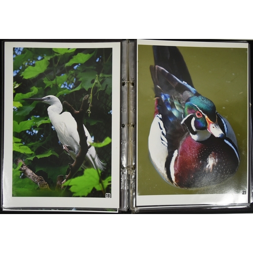 144 - Former Bristol Zoo Gardens - an original photographic portfolio featuring twenty large format photog... 