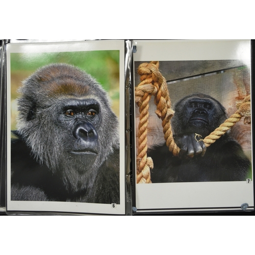 144 - Former Bristol Zoo Gardens - an original photographic portfolio featuring twenty large format photog... 