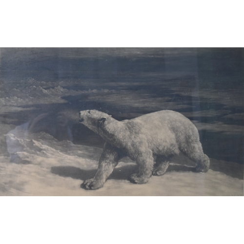 145 - Former Bristol Zoo Gardens - After Herbert Dicksee (1862-1942) - A Polar Night (1912) - etching depi... 