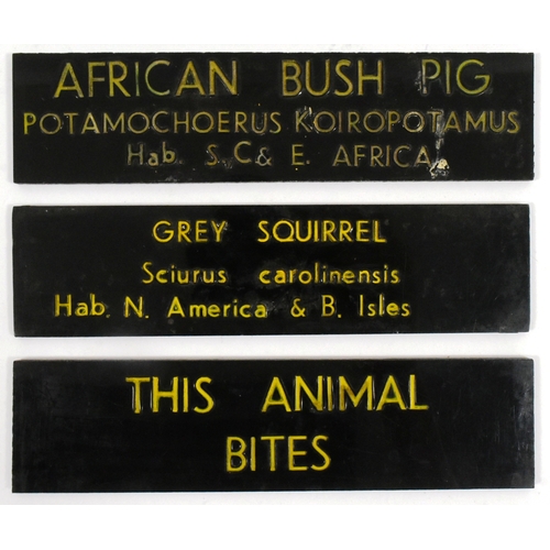 157 - Former Bristol Zoo Gardens - a collection of x6 original c1950s (displayed 1950s to 1970s) animal en... 