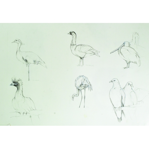 166 - Former Bristol Zoo Gardens - a collection of x6 pieces of original hand drawn artwork depicting a va... 