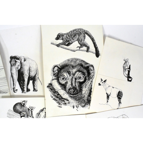 171 - Former Bristol Zoo Gardens - a collection of original detailed pen and ink Zoo animal illustrations,... 