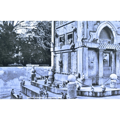 18 - Former Bristol Zoo Gardens - a large format enlarged photograph of ' Rhesus Monkeys At Bristol Zoo'.... 