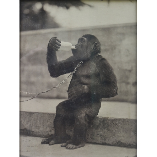 19 - Former Bristol Zoo Gardens - a c1920s Alfred The Gorilla Kodak related advertising cabinet, as displ... 