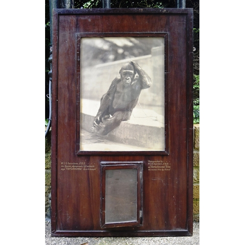 190 - Former Bristol Zoo Gardens - a c1920s Alfred The Gorilla Kodak related advertising cabinet, as displ... 