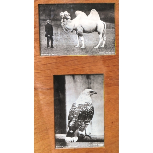 194 - Former Bristol Zoo Gardens - a set of early 20th century (c1910/1920) framed photographs of various ... 