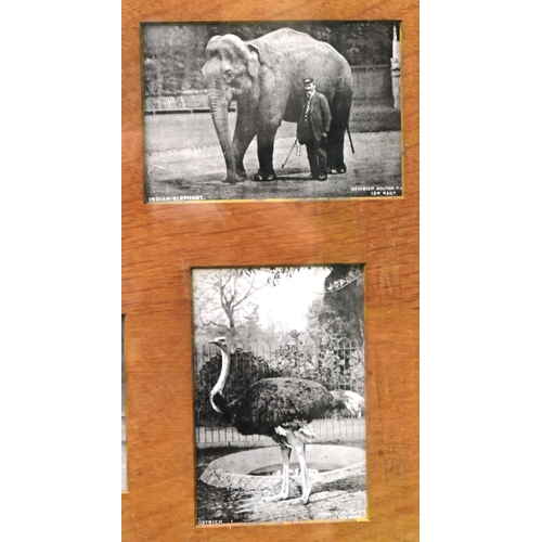 194 - Former Bristol Zoo Gardens - a set of early 20th century (c1910/1920) framed photographs of various ... 