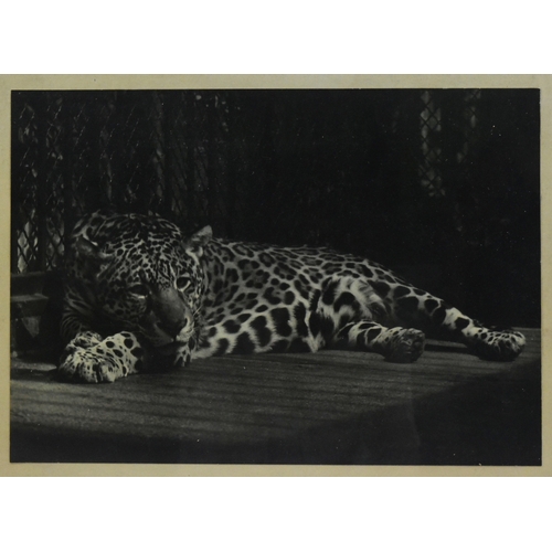 197 - Former Bristol Zoo Gardens - a vintage c1950s framed cabinet photograph of a Bristol Zoo leopard. Si... 