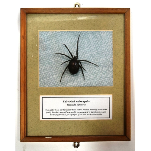 206 - Former Bristol Zoo Gardens - a framed photograph of a false black widow spider. Information panel be... 