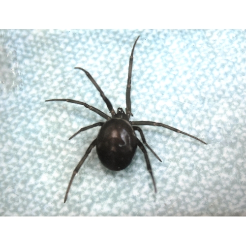 206 - Former Bristol Zoo Gardens - a framed photograph of a false black widow spider. Information panel be... 