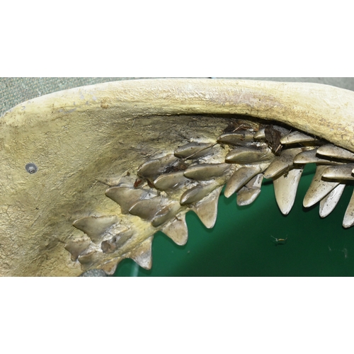 209 - Former Bristol Zoo Gardens - a large vintage life-size 1/1 scale shark's jaw replica in fibreglass /... 