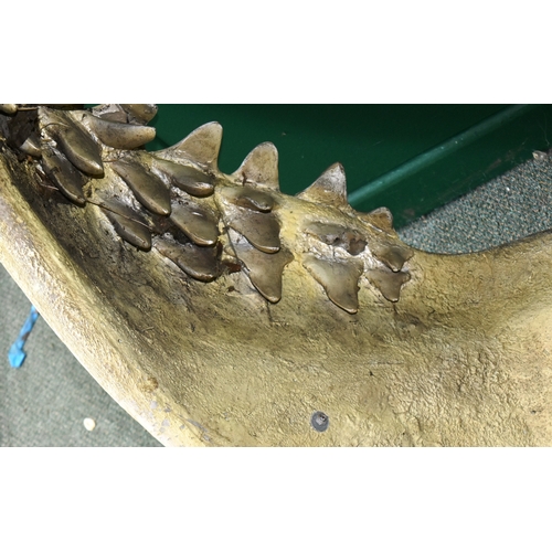 209 - Former Bristol Zoo Gardens - a large vintage life-size 1/1 scale shark's jaw replica in fibreglass /... 