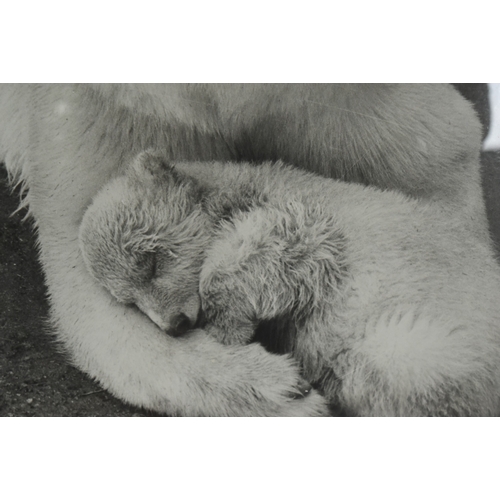 211 - Former Bristol Zoo Gardens - Sebastian The Polar Bear - an original vintage c1958 large format photo... 