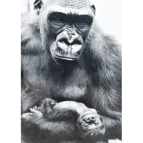 214 - Former Bristol Zoo Gardens - a collection of x5 vintage Gorilla photographs c1960s / 1970s, four bei... 