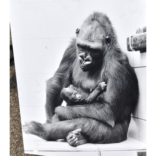 214 - Former Bristol Zoo Gardens - a collection of x5 vintage Gorilla photographs c1960s / 1970s, four bei... 