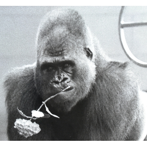 24 - Bristol Zoo - a large mid-century enlarged photograph of Bristol Zoo Gorilla 'Samson', with a flower... 