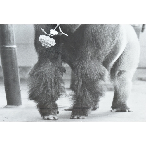 24 - Bristol Zoo - a large mid-century enlarged photograph of Bristol Zoo Gorilla 'Samson', with a flower... 