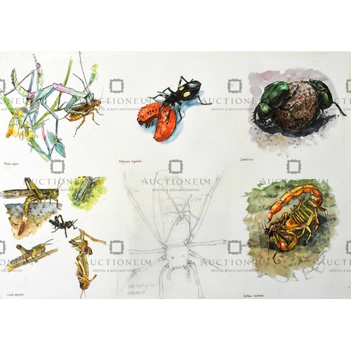 26 - Former Bristol Zoo Gardens - five pieces of original mixed media artwork depicting multiple types of... 