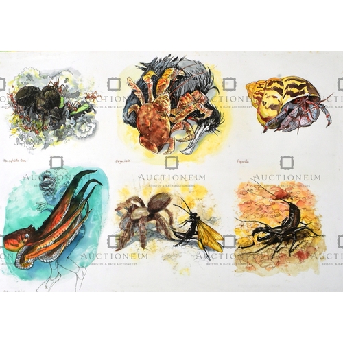 26 - Former Bristol Zoo Gardens - five pieces of original mixed media artwork depicting multiple types of... 