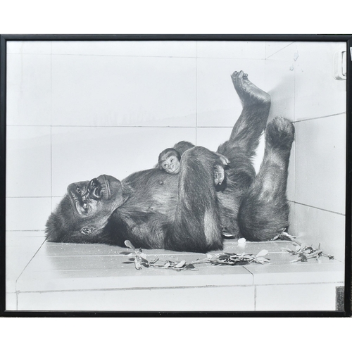 279 - Former Bristol Zoo Gardens - Delilah & Daniel - a large vintage c1970s framed photograph of Gorilla ... 