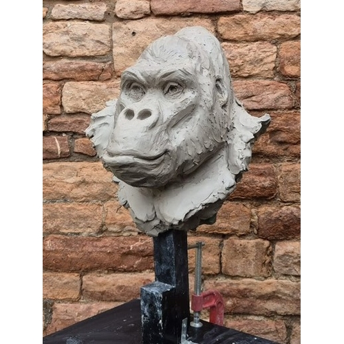 295 - Bristol Zoo Project - Keziah Burt (British Artist, b.1981) - 'Jock' - unique opportunity to own a sp... 