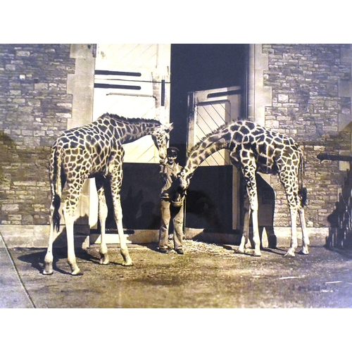 3 - Former Bristol Zoo Gardens - an early 20th century c1920s / 1930s commercial advertising photograph ... 