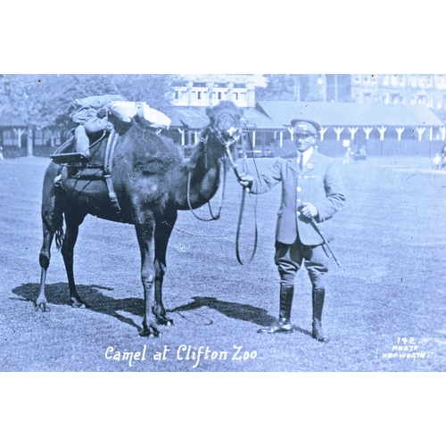 31 - Former Bristol Zoo Gardens - a large format enlarged photograph of 'A Camel At Clifton Zoo,' origina... 