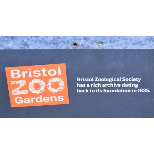 31 - Former Bristol Zoo Gardens - a large format enlarged photograph of 'A Camel At Clifton Zoo,' origina... 