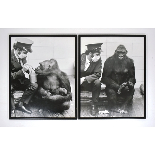 39 - Former Bristol Zoo Gardens - two large format photographs c1960s depicting Bristol Zoo Keeper Mike C... 