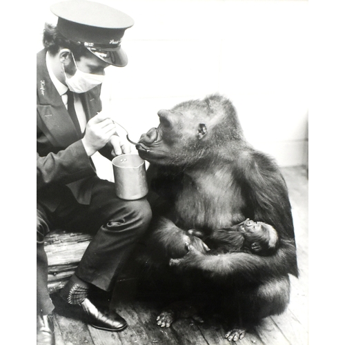 39 - Former Bristol Zoo Gardens - two large format photographs c1960s depicting Bristol Zoo Keeper Mike C... 