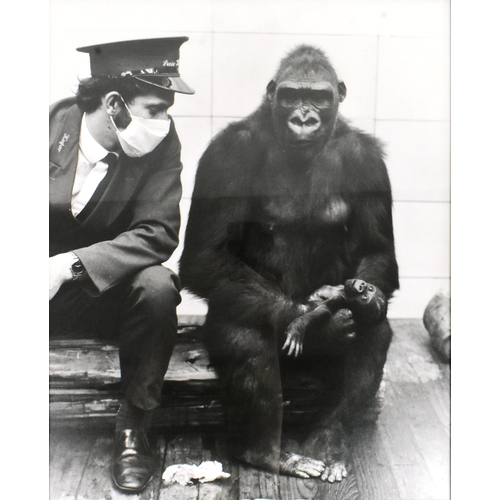 39 - Former Bristol Zoo Gardens - two large format photographs c1960s depicting Bristol Zoo Keeper Mike C... 