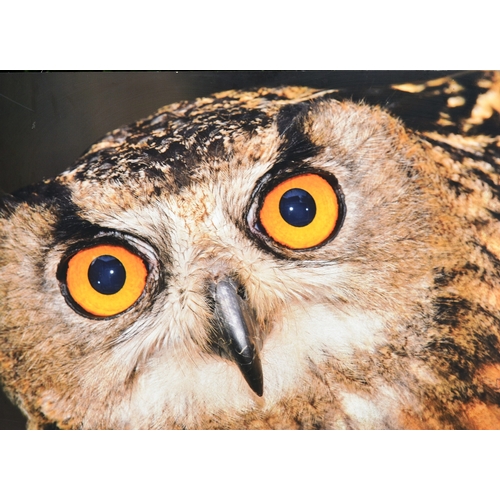 76 - Former Bristol Zoo Gardens - a large original display sign featuring an Owl. As displayed in the Zoo... 