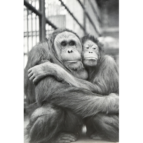 93 - Former Bristol Zoo Gardens - a large format vintage photograph of the two Orangutans Abang and Dayan... 