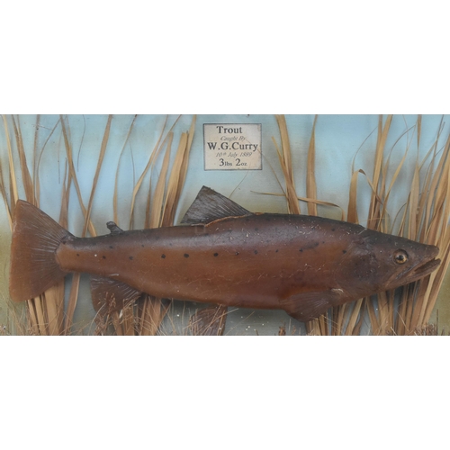 102 - Of Natural History Interest - a Victorian 19th century 1889 taxidermy trout fish in naturalistic gla... 