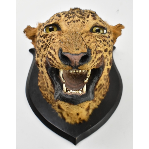 2 - A 19th century Victorian stuffed taxidermy leopard's head, Panthera Pardus. The head with glass eyes... 