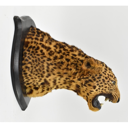 2 - A 19th century Victorian stuffed taxidermy leopard's head, Panthera Pardus. The head with glass eyes... 