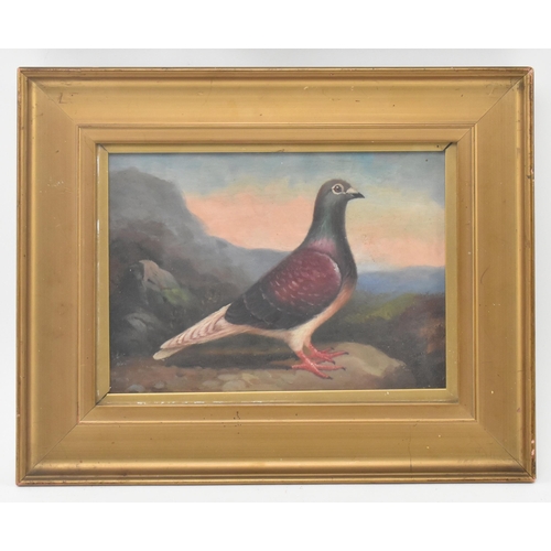 337 - After Andrew Beer (1862-1954) - a 20th century oil on board racing pigeon painting study in the mann... 