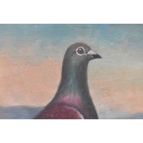 337 - After Andrew Beer (1862-1954) - a 20th century oil on board racing pigeon painting study in the mann... 