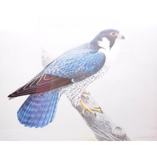 352 - K Richardson - A limited edition print of a Peregrine Falcon. Signed and numbered 12/750 in pencil. ... 