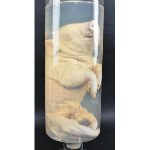 200 - Of natural history / taxidermy interest - a wet specimen deformed five-legged piglet. The preserved ... 