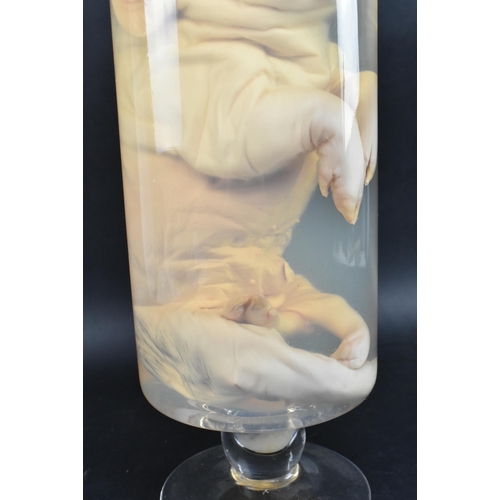 200 - Of natural history / taxidermy interest - a wet specimen deformed five-legged piglet. The preserved ... 