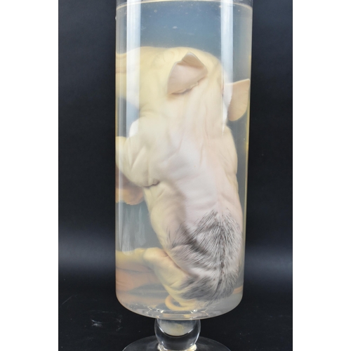 200 - Of natural history / taxidermy interest - a wet specimen deformed five-legged piglet. The preserved ... 